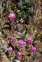 Owl's Clover