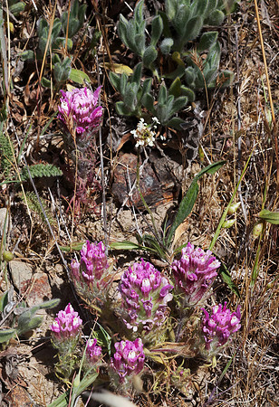 Owl's Clover
