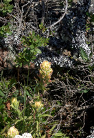 Indian Paintbrush