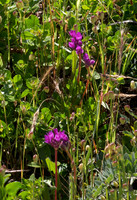 Wild Onion
