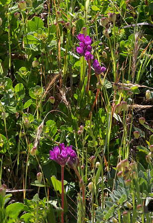 Wild Onion