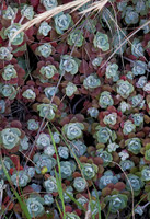 Pacific Stone Crop