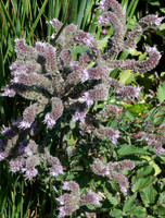 California scorpionweed