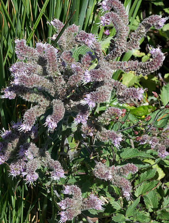 California scorpionweed