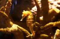 Aquarium Horses – Monterey Bay no longer has this fabulous collection of seahorses. So this is for history.