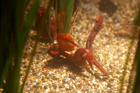 IMG_7750_dev
