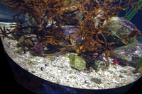 Yellow faced Seahorse