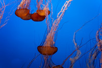 IMG_7683_dev