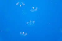 IMG_7688_dev