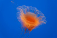 IMG_7690_dev