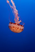 IMG_7699_dev