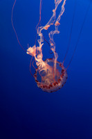 IMG_7700_dev