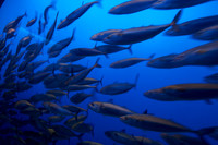 Fish and Other Animals (Monterey Bay)