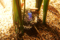 IMG_7747_dev