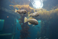 IMG_7826_dev