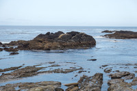Point Lobos Coastline