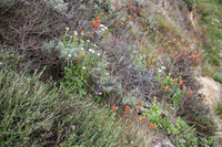 Cliffside Garden of Natives