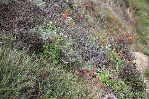 Cliffside Garden of Natives