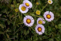 Seaside Daisy