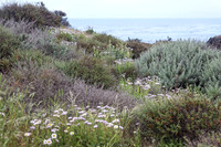Coastal Plant Community