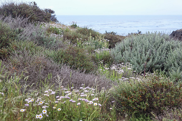 Coastal Plant Community