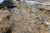 Point Lobos Concretion