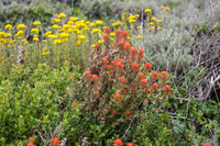 Indian Paintbrush