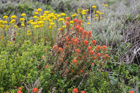 Indian Paintbrush