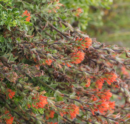 Indian Paintbrush