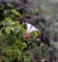 Coast Morning Glory