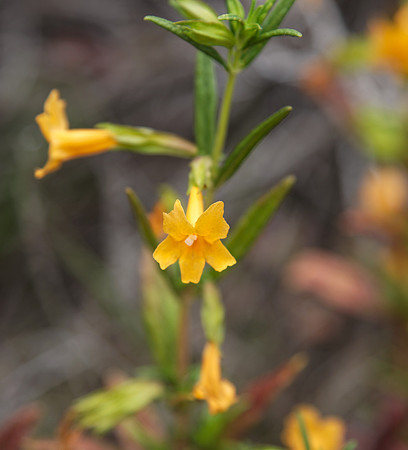 Sticky Monkey - flower