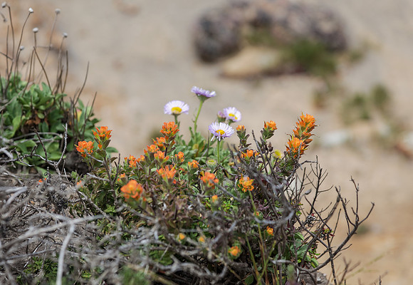 Seaside Daisy and Indian Paintbrush