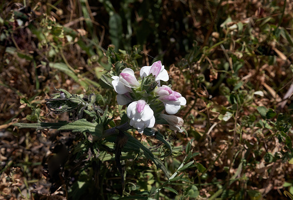 Mediterranean Linseed (Not Native)