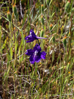 Larkspur (Delphinium)