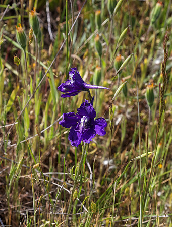Larkspur (Delphinium)