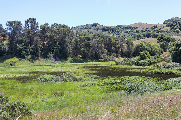 Wetland - Ring Mountain