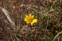 California Wild Flower Collection