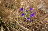 Ithuriel's spear