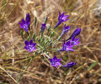 Ring Mountain Walk