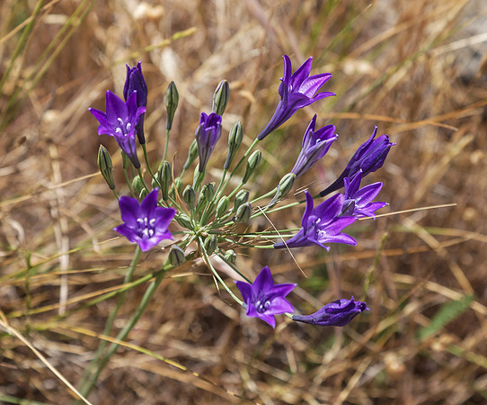 Ithuriel's spear