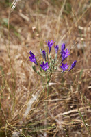 Ithuriel's spear