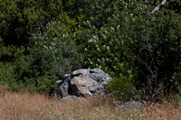 California Buckeye