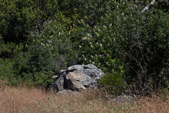 California Buckeye