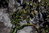 IMG_7940_dev