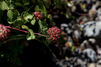 Ninebark seed pods