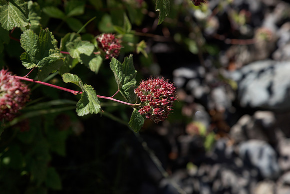 Ninebark seed pods