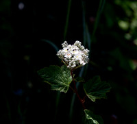 Ninebark Physocarpus capitatus