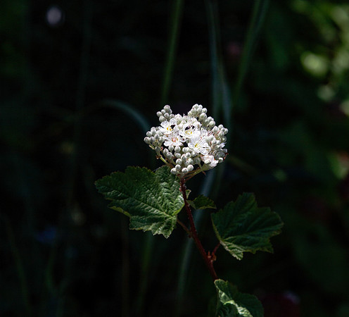 Ninebark Physocarpus capitatus
