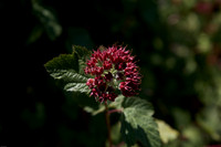 Ninebark seed pods