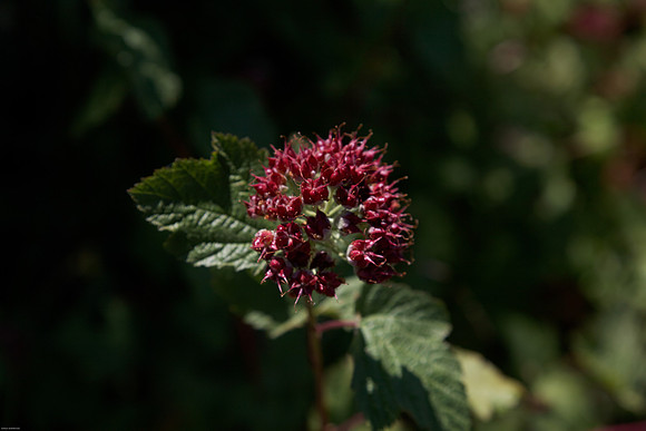 Ninebark seed pods
